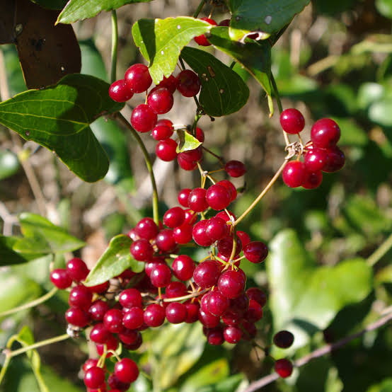 Sarsaparilla | Horsewood Ingredient Sarsaparilla botanical ingredient in Horsewood male vitality formula