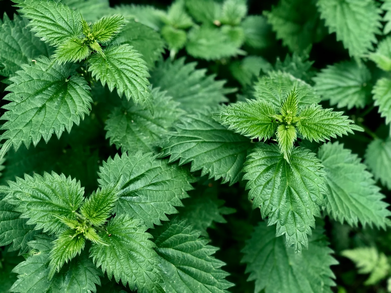 Nettle Leaf | Horsewood Ingredient Nettle Leaf botanical ingredient in Horsewood male vitality formula