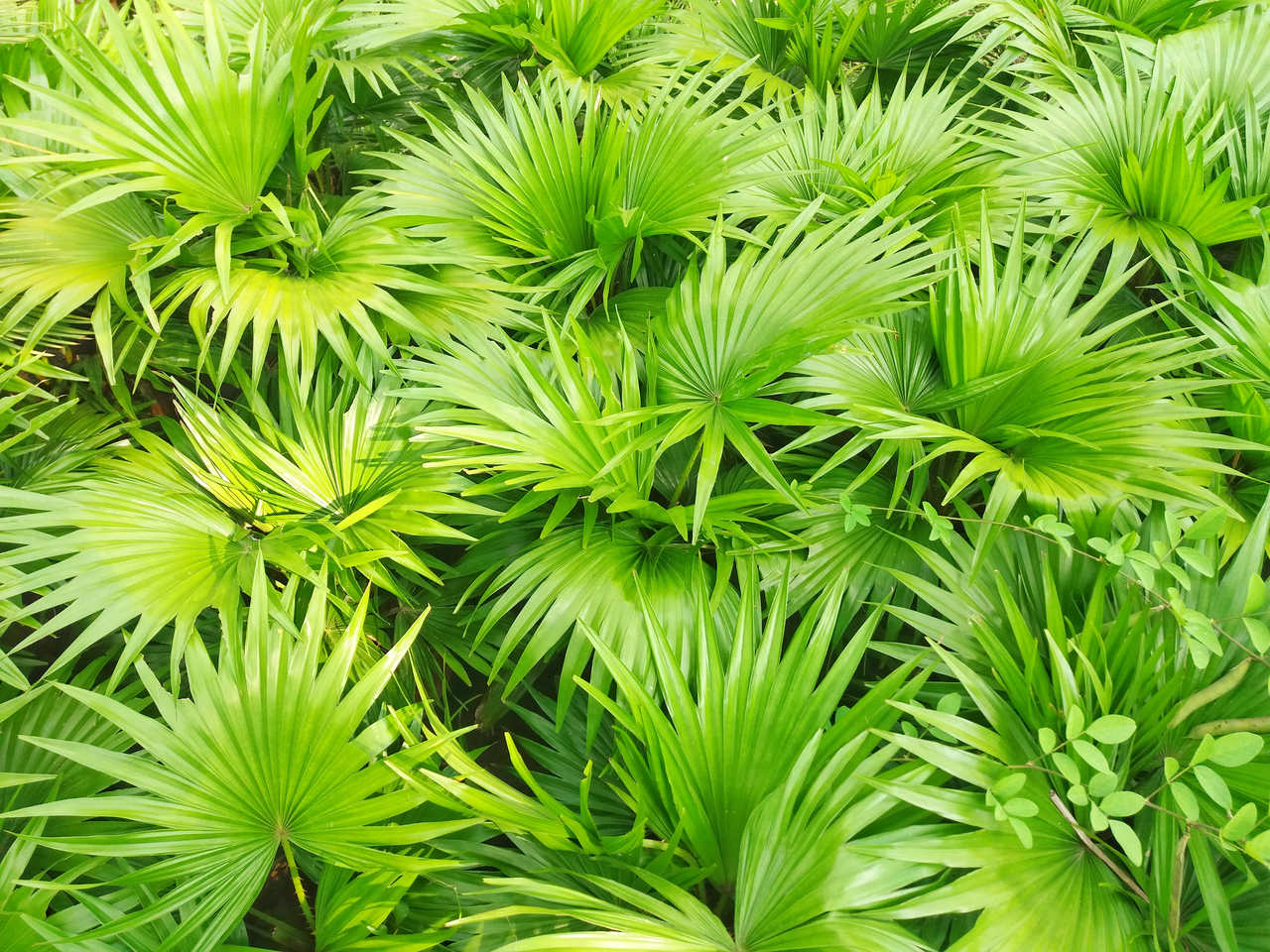 Saw Palmetto | Horsewood Ingredient Saw Palmetto botanical ingredient in Horsewood male vitality formula