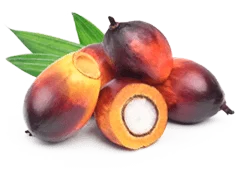 High‑quality image of Palmitoylethanolamide (PEA), a natural compound used to support nerve comfort and overall wellness.