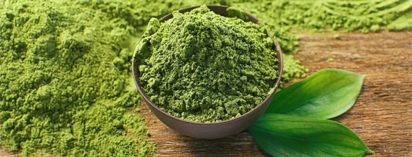 Green tea extract ingredient used in SodaSlim formula