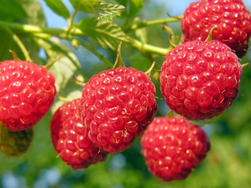 Raspberry ketone ingredient in SodaSlim supplement formula
